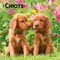 Plato; Chiots | 2027 7 x 14 Inch (Hanging) Monthly Mini Wall Calendar | French Language; Category:Wall Calendars; Image:2
